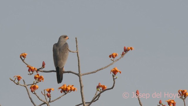 Dark Chanting-Goshawk - ML625913594