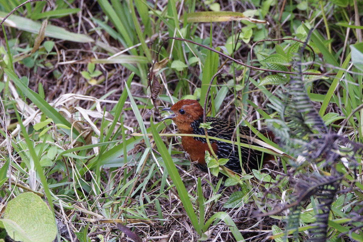 Madagascar Flufftail - ML625913627