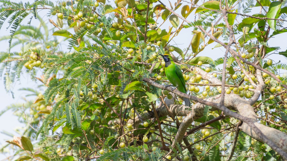 Golden-fronted Leafbird - ML625913629