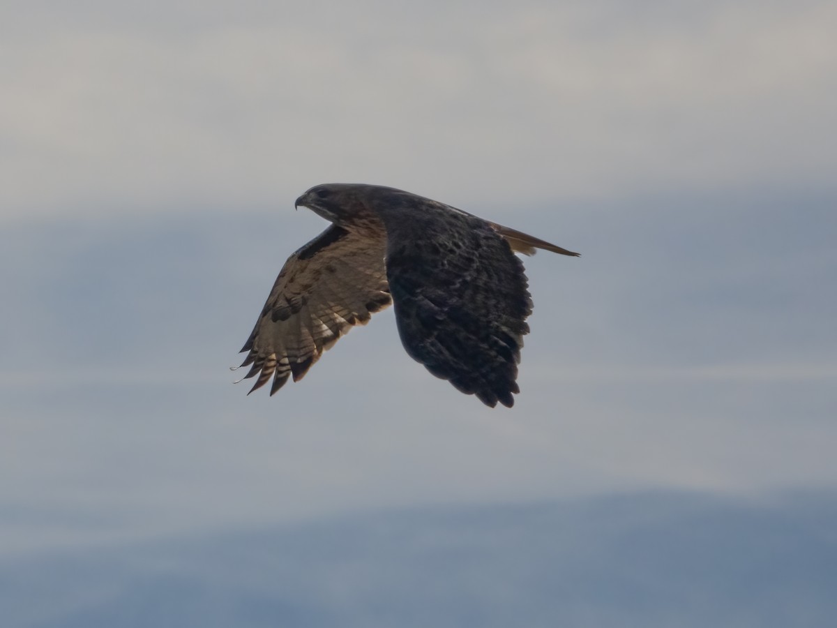 Rotschwanzbussard - ML625913642