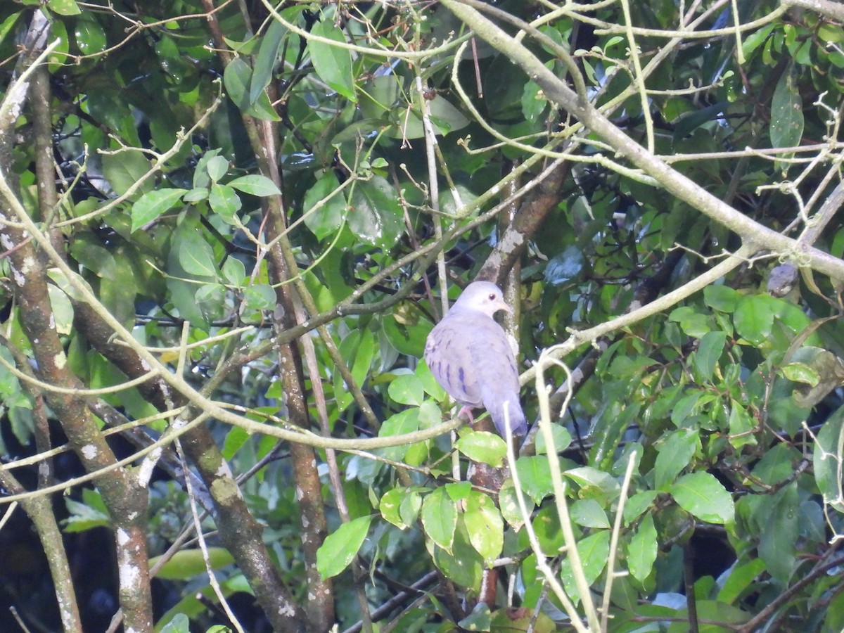 Plain-breasted Ground Dove - ML625913705