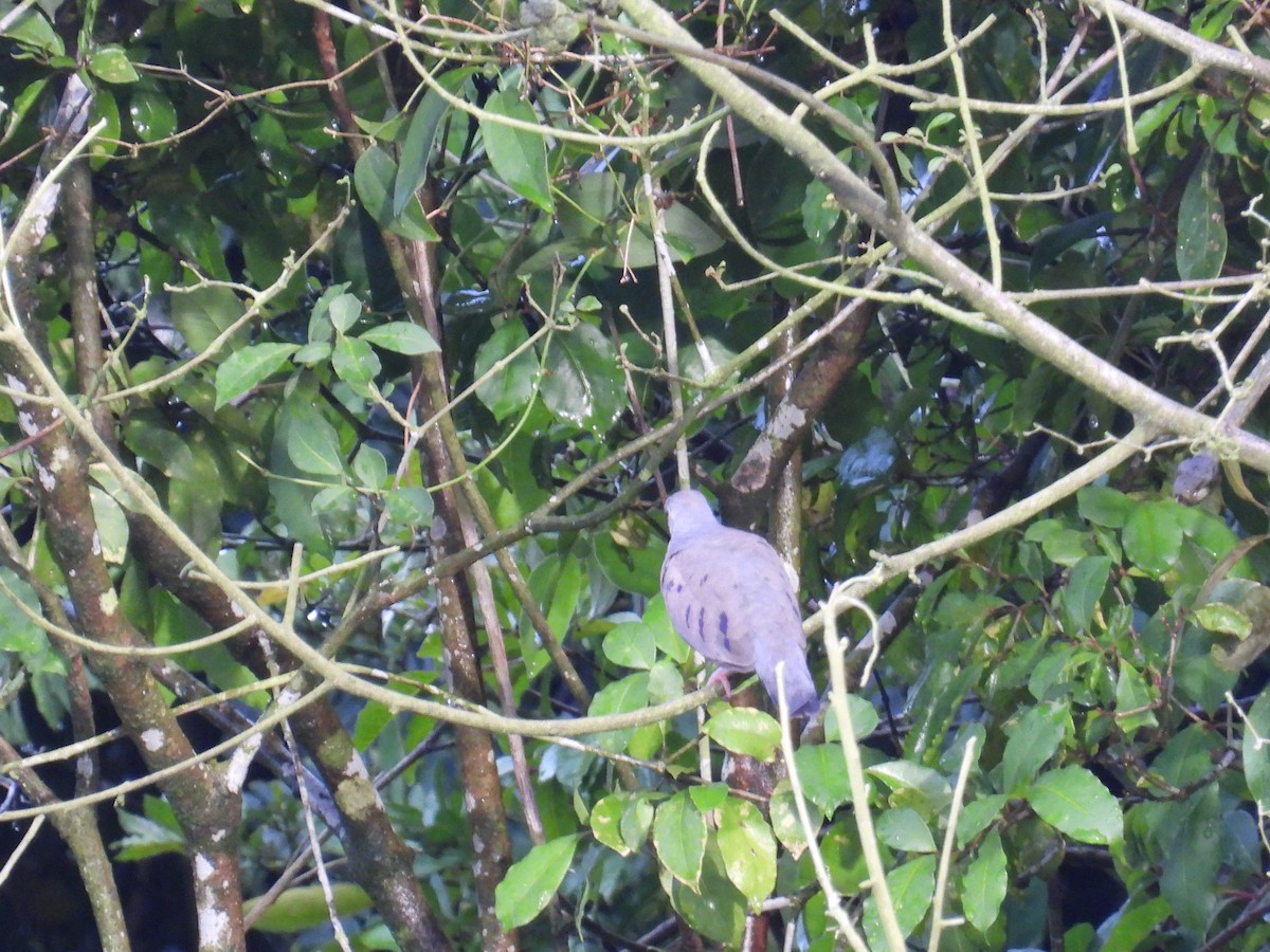 Plain-breasted Ground Dove - ML625913708