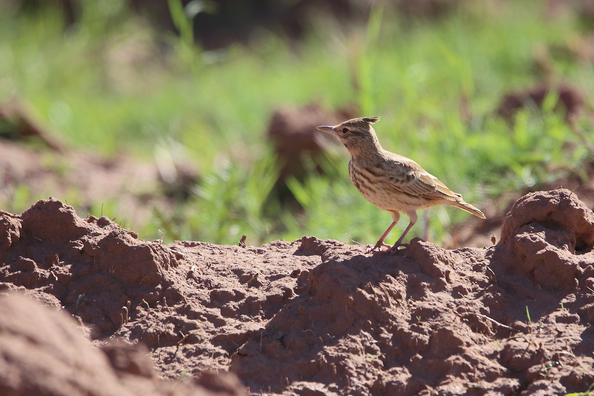 Crested Lark (Maghreb) - ML625913714