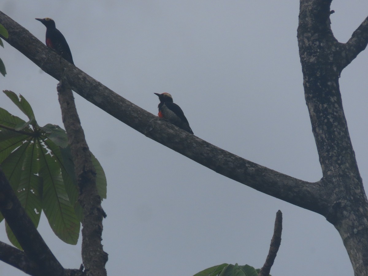 Yellow-tufted Woodpecker - ML625913988