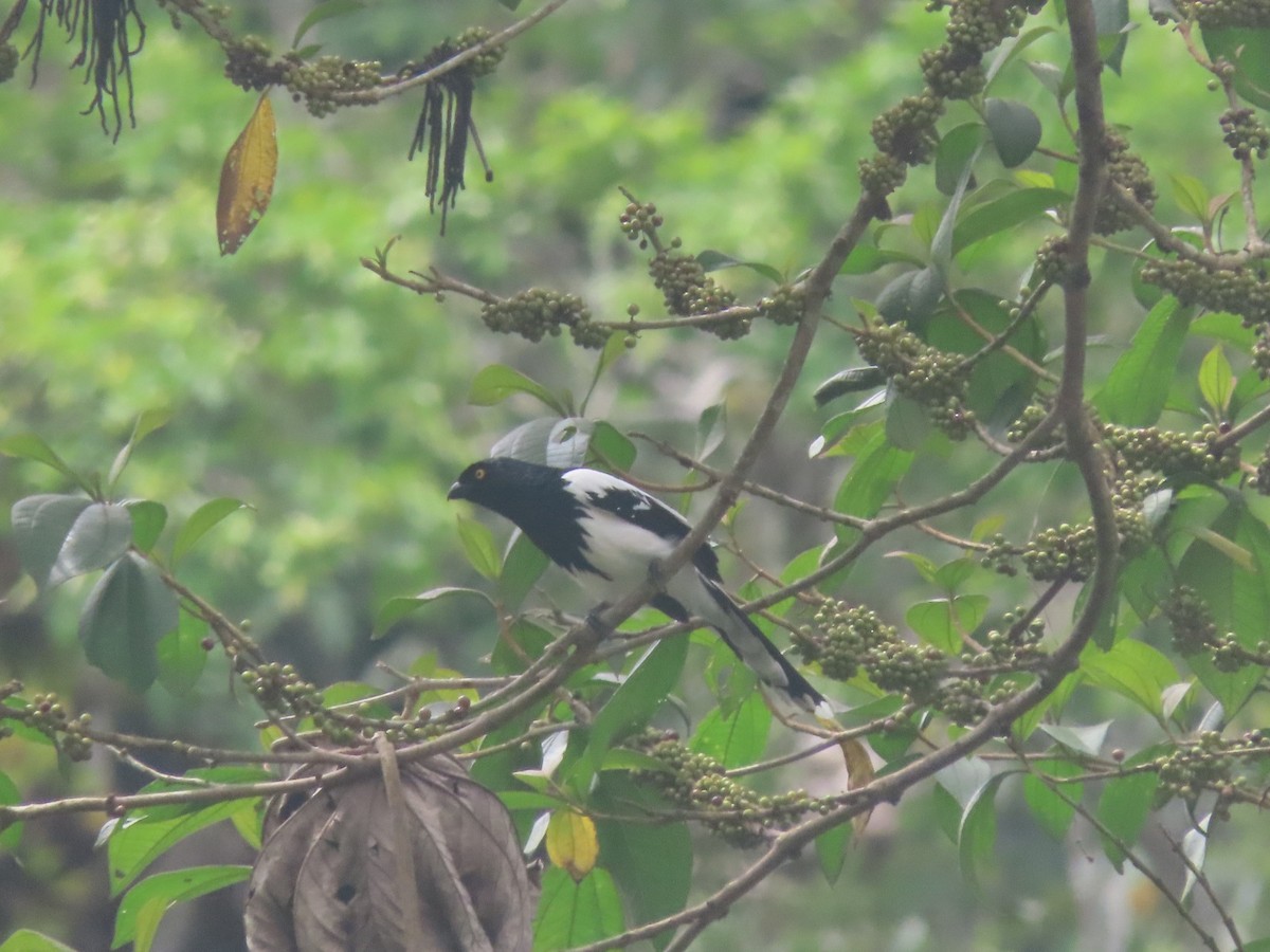 Magpie Tanager - ML625914061