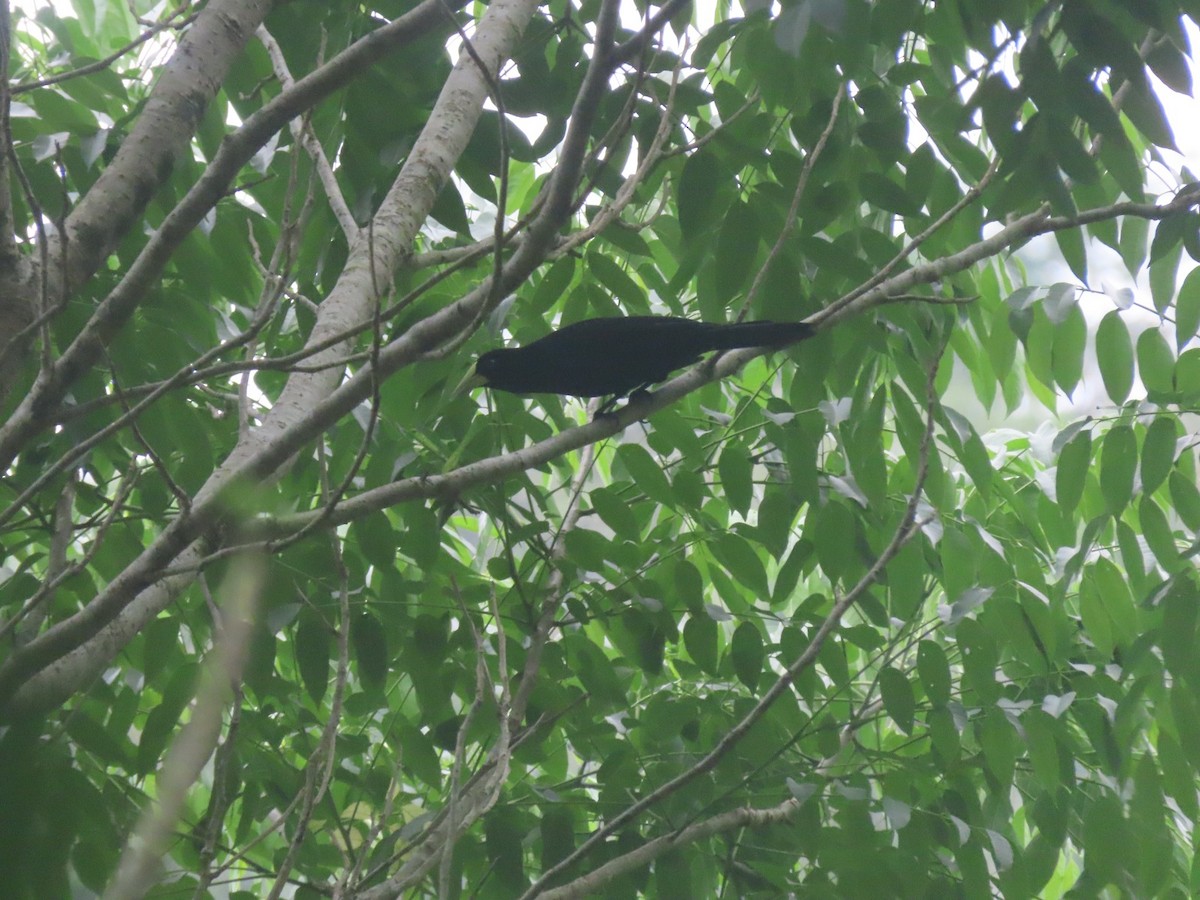 Scarlet-rumped Cacique - ML625914223