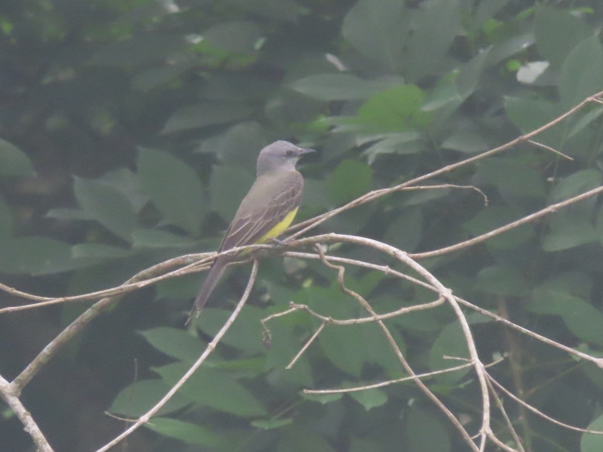 Tropical Kingbird - ML625914231
