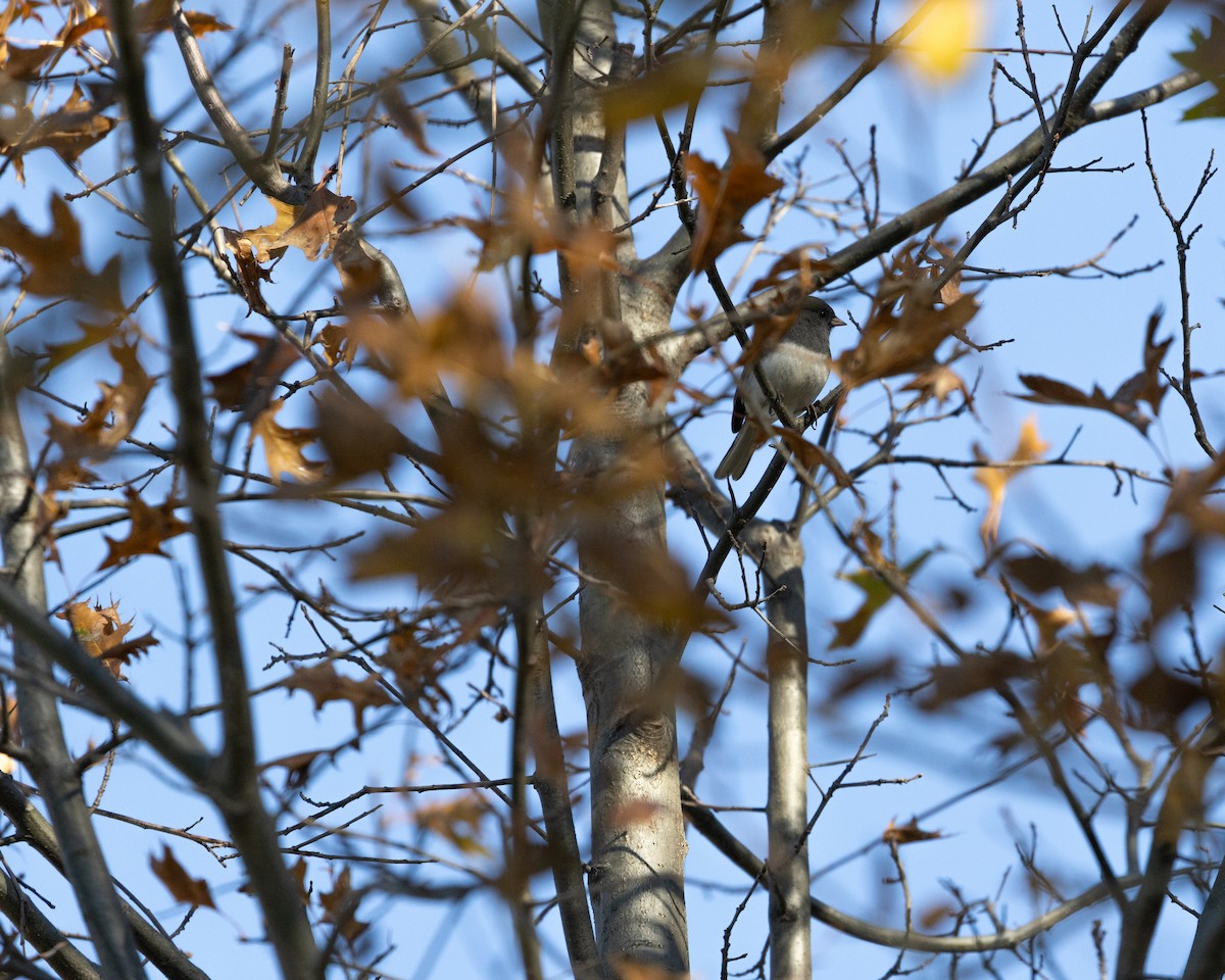 Junco ardoisé (hyemalis/carolinensis) - ML625914292