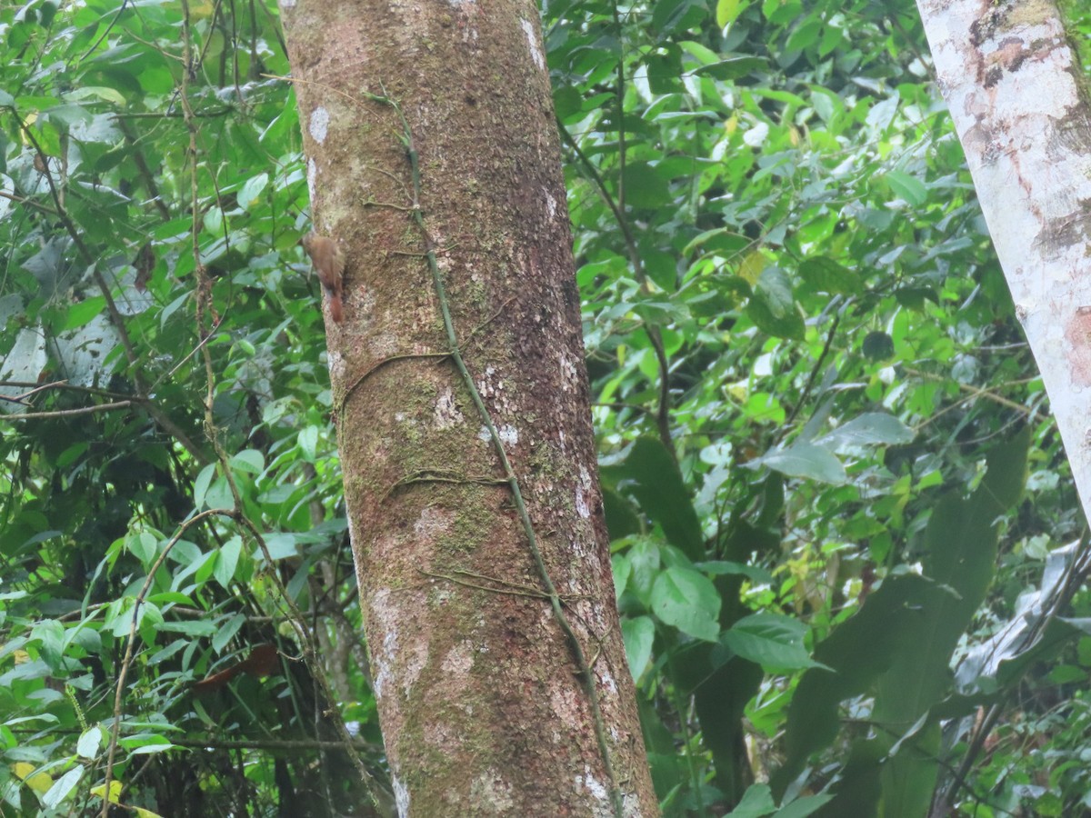 Wedge-billed Woodcreeper - ML625914305