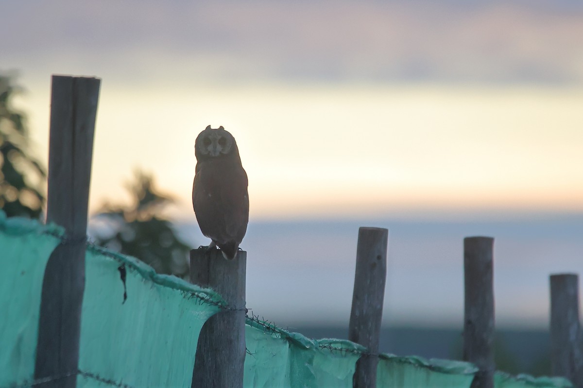 Hibou du Cap - ML625914326