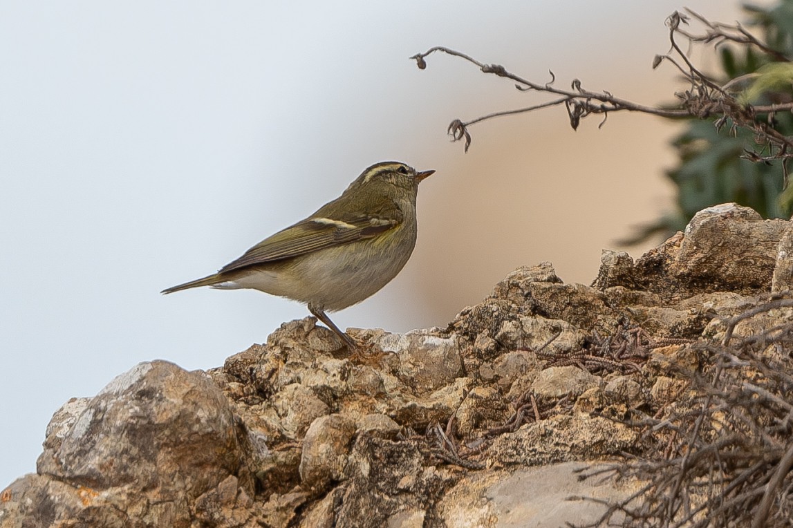 Yellow-browed Warbler - ML625914335