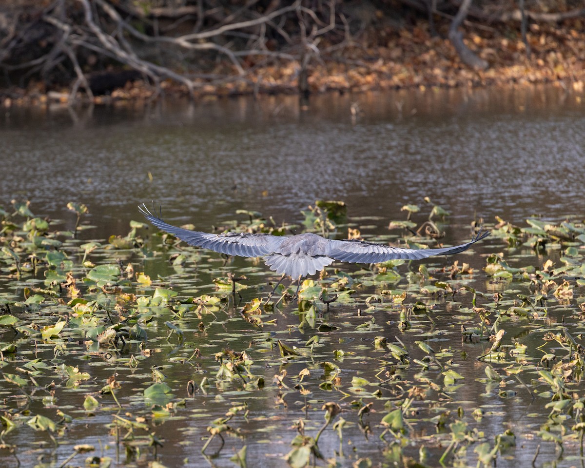 Great Blue Heron (Great Blue) - ML625914651