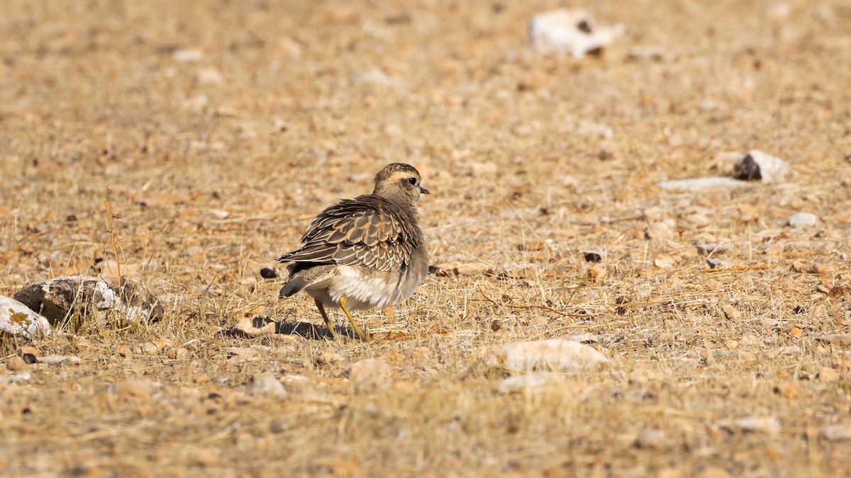 Eurasian Dotterel - ML625914678
