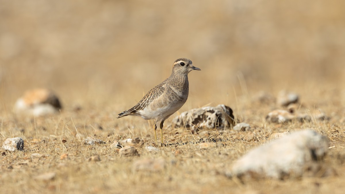 Eurasian Dotterel - ML625914679