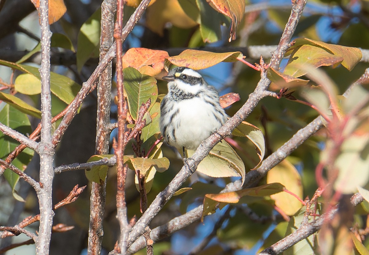 Black-throated Gray Warbler - ML625915159