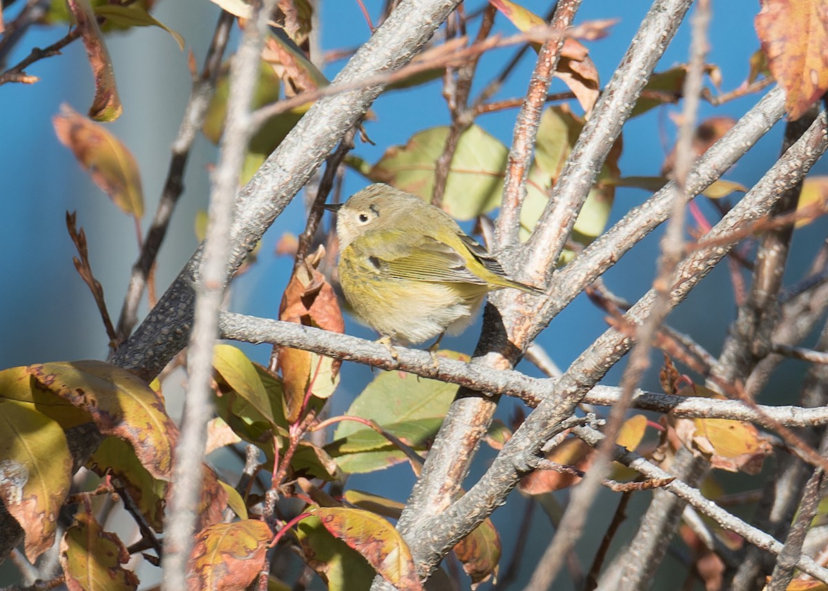 Nashville Warbler - ML625915162