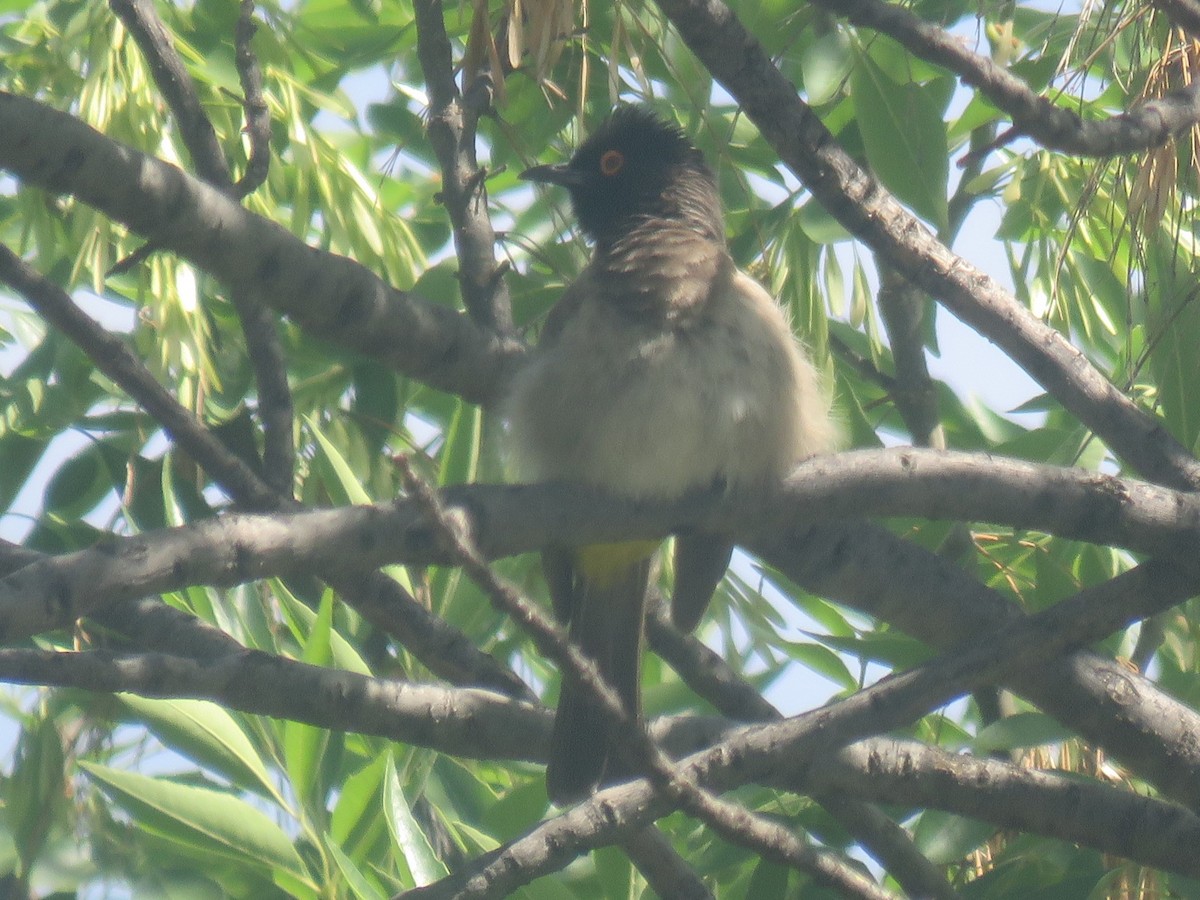 Black-fronted Bulbul - ML625915248