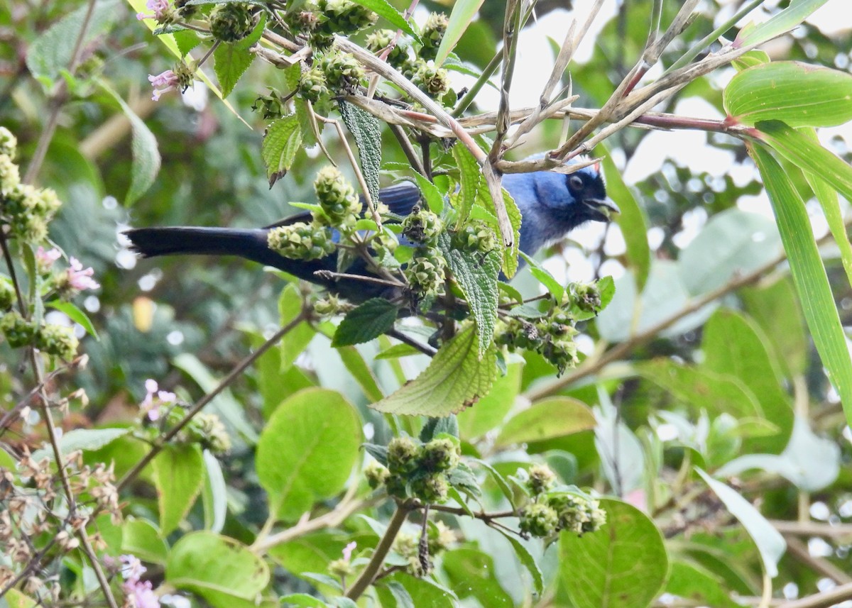 Diademed Tanager - ML625915260