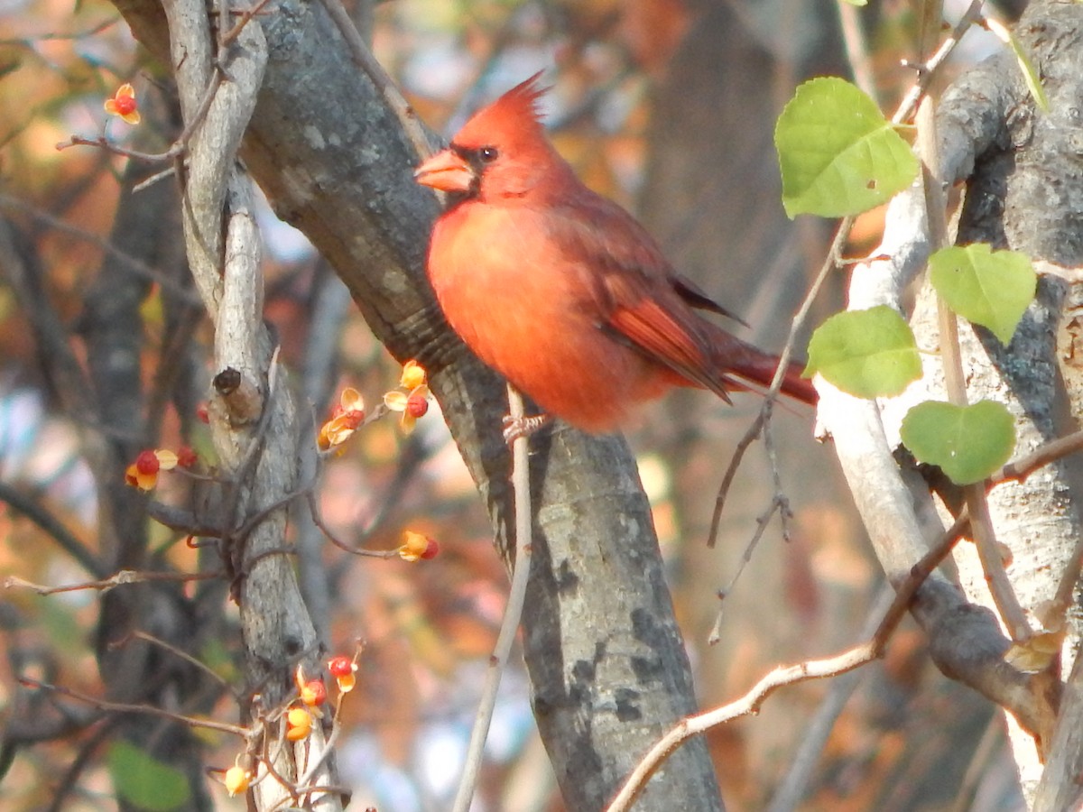 Northern Cardinal - ML625915269