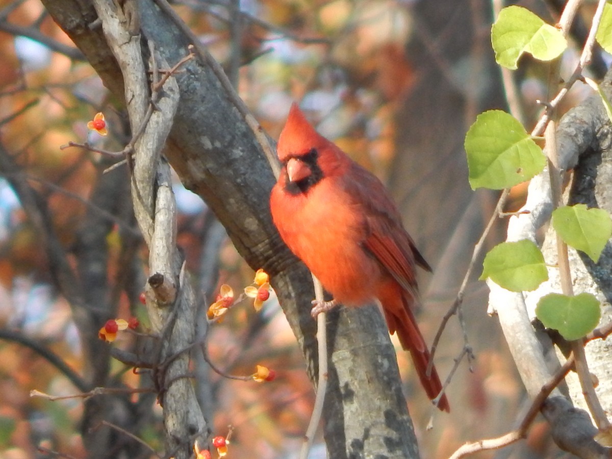 Northern Cardinal - ML625915270