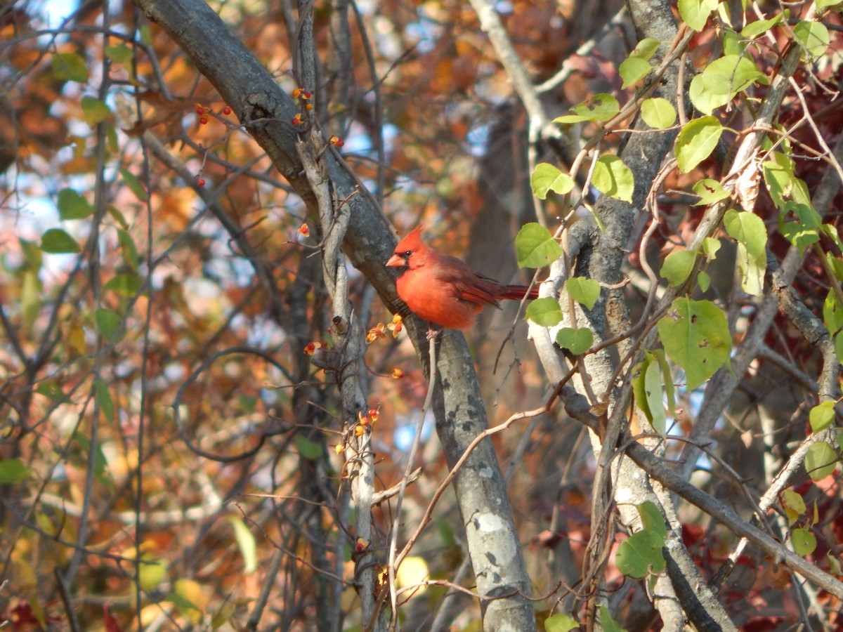 Northern Cardinal - ML625915271