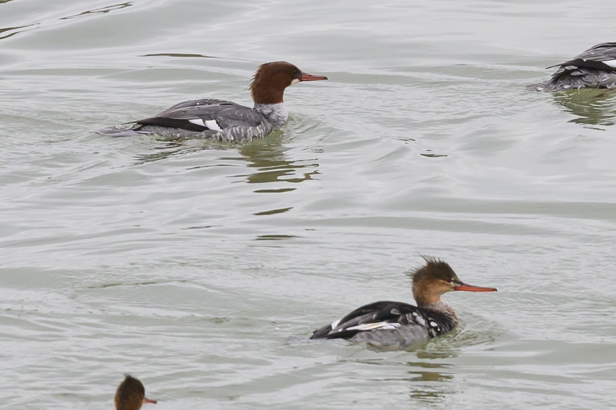 Red-breasted Merganser - ML625915307