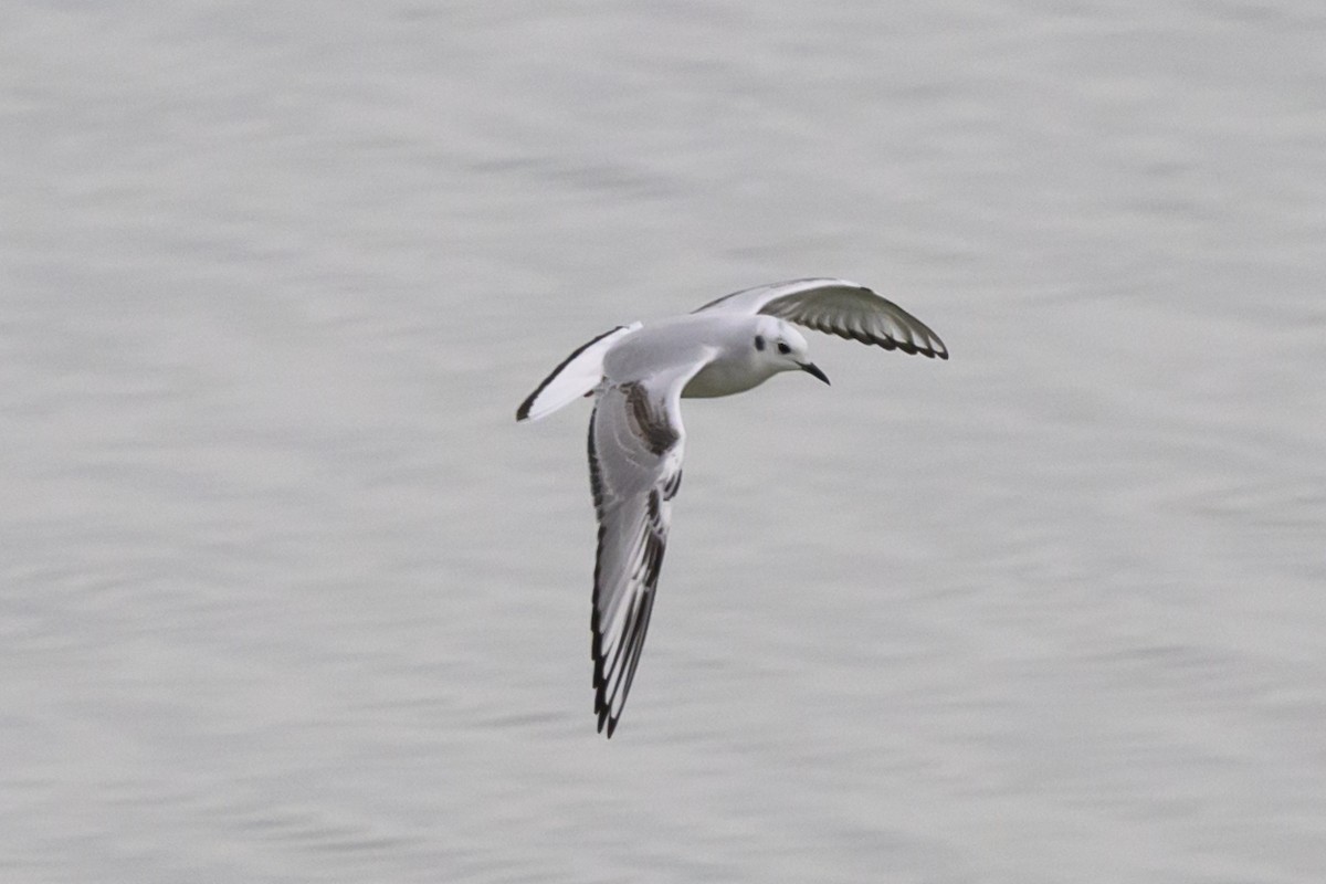 Bonaparte's Gull - ML625915312