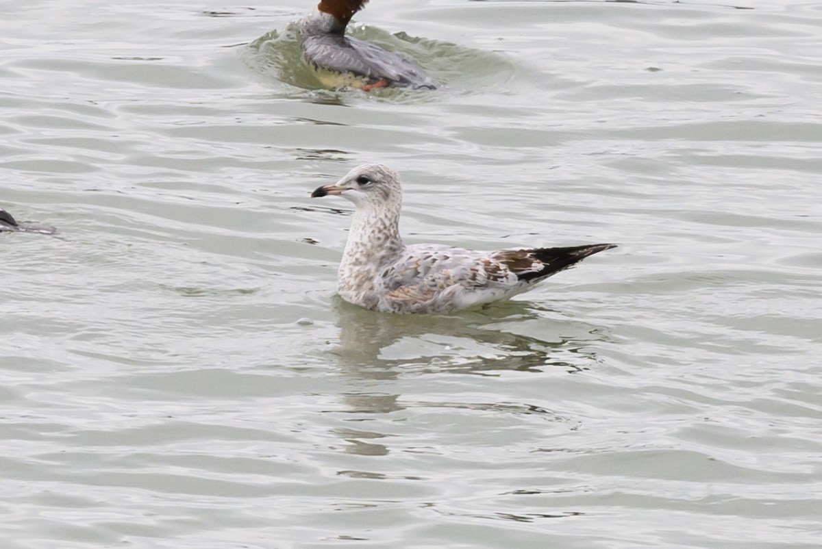 Ring-billed Gull - ML625915316