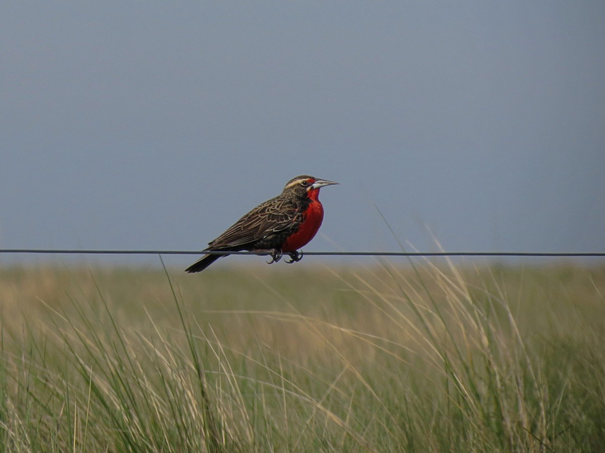 Pampas Meadowlark - ML625915423