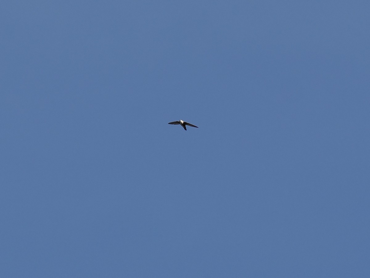 White-throated Swift - ML625915528