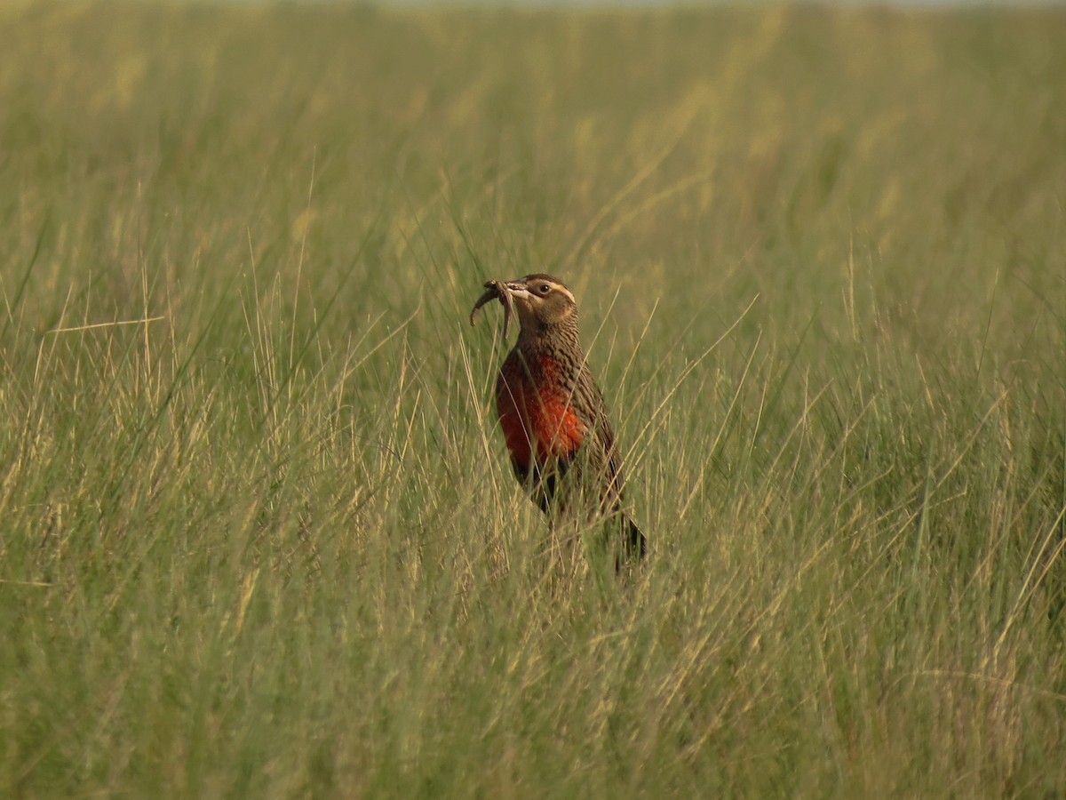 Pampas Meadowlark - ML625915537