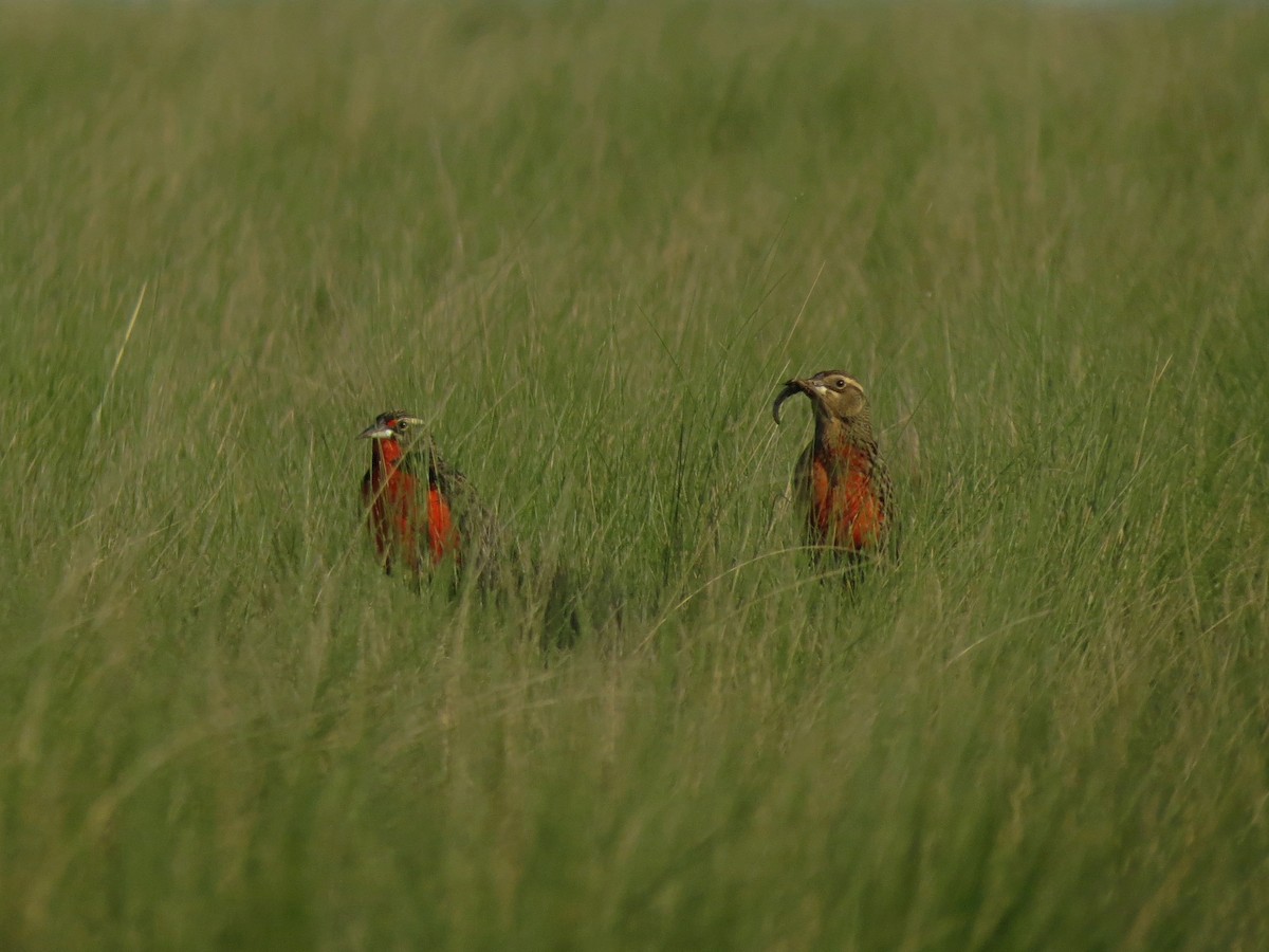 Pampas Meadowlark - ML625915538