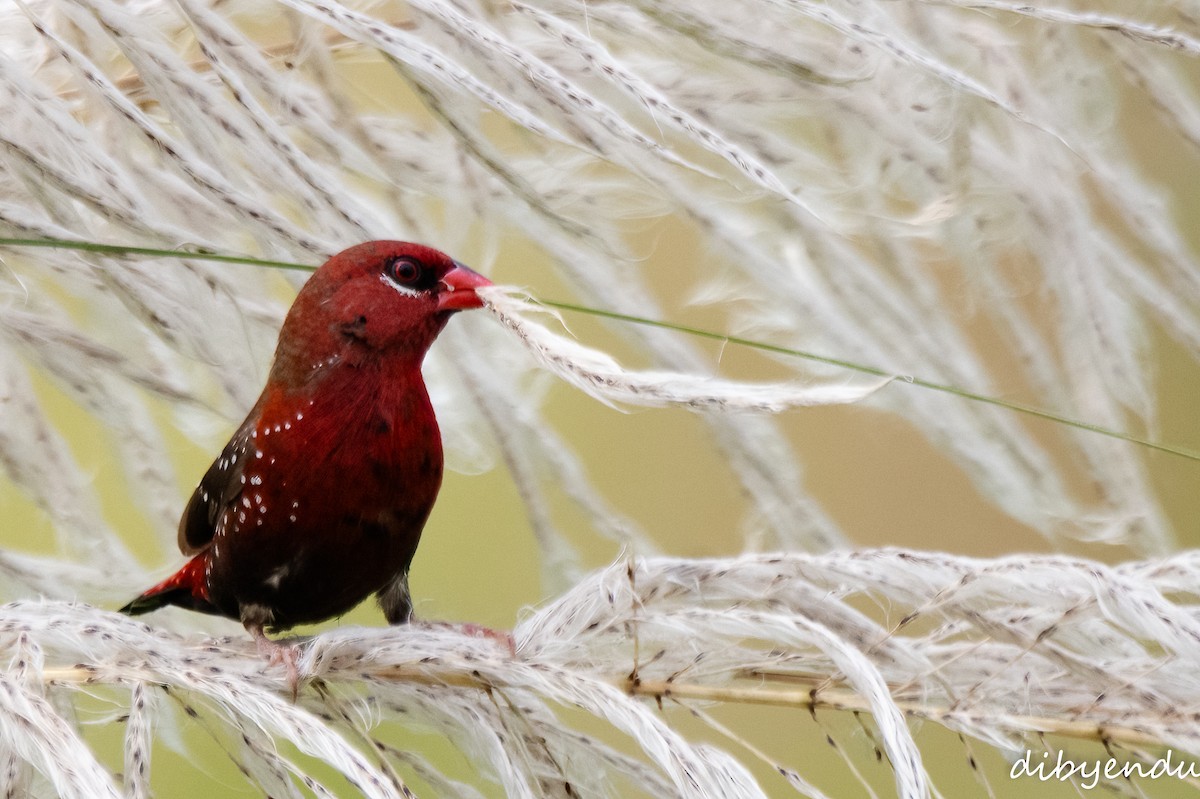 Red Avadavat - ML625915550