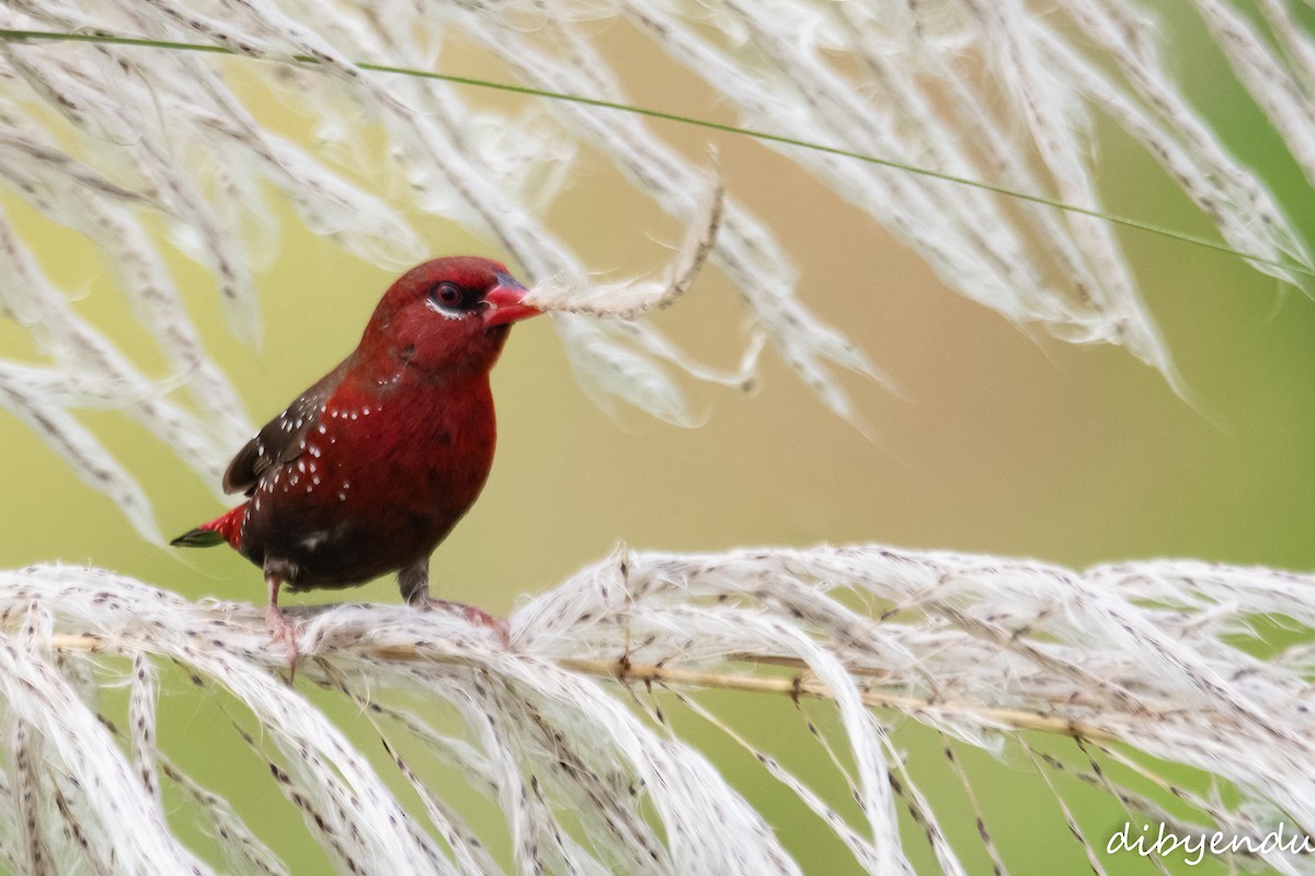 Red Avadavat - ML625915552