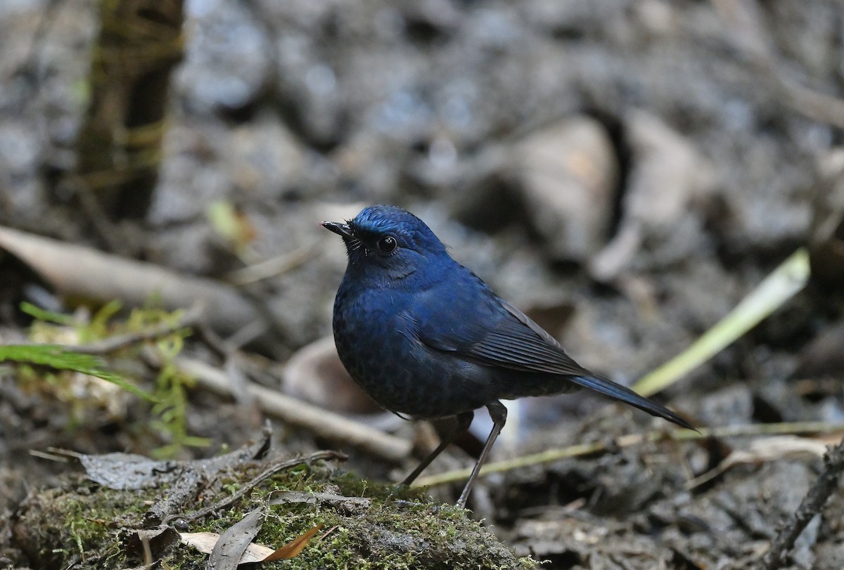 Blue-fronted Robin - ML625915908
