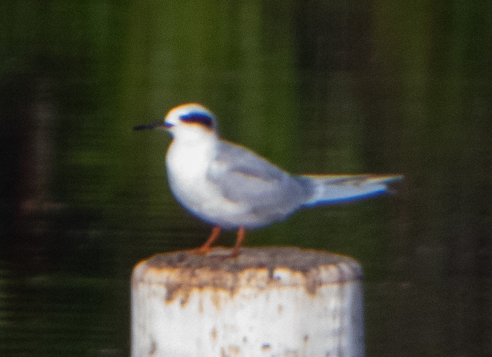 Forster's Tern - ML625916052
