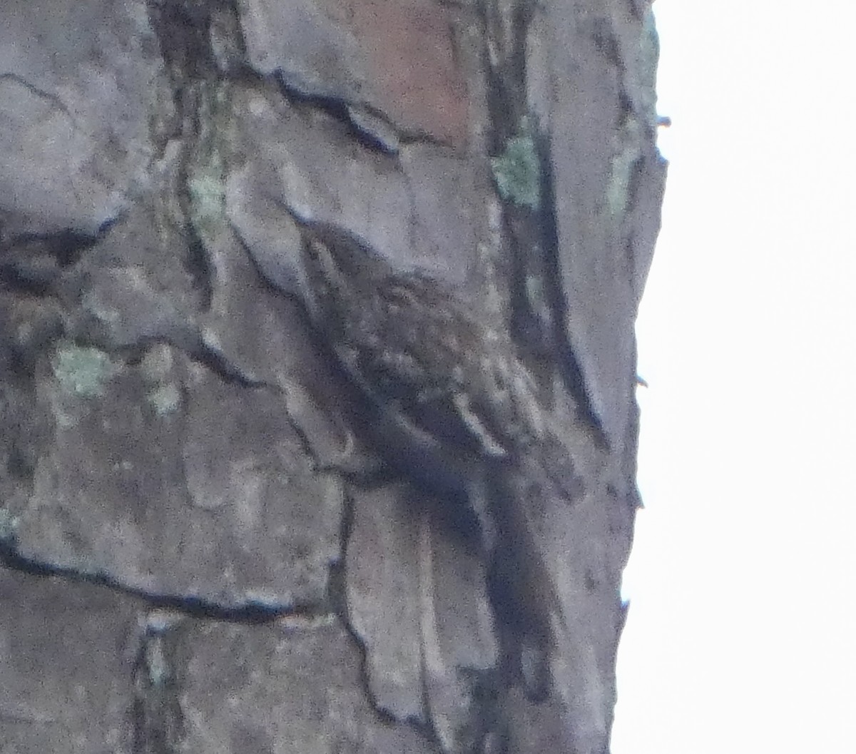 Brown Creeper - ML625916059