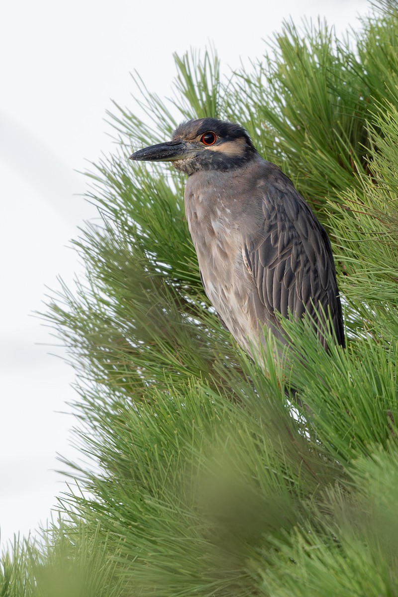 Yellow-crowned Night Heron - ML625916291