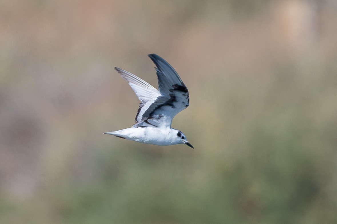 White-winged Tern - ML625916333