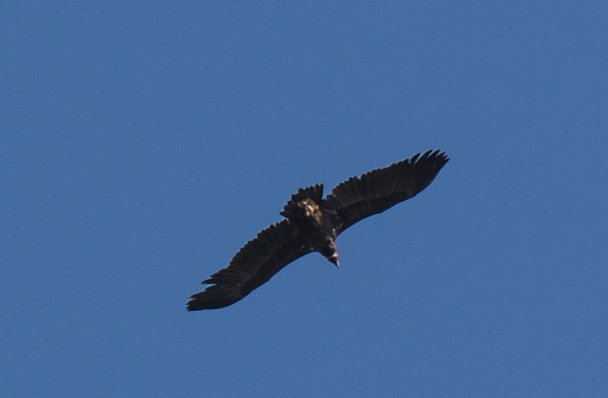 Cinereous Vulture - ML625916393