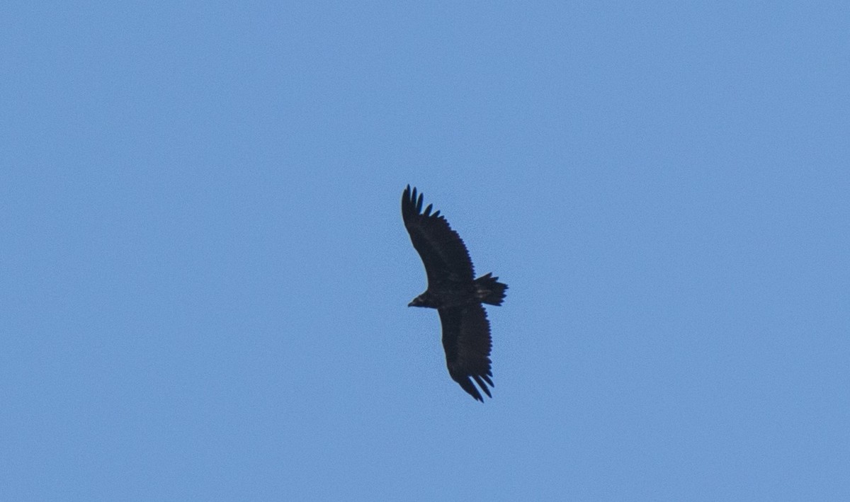 Cinereous Vulture - ML625916394