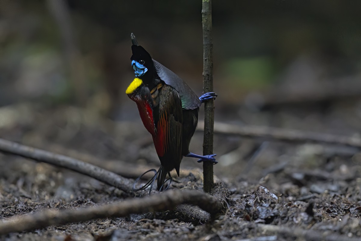 Wilson's Bird-of-Paradise - ML625916667