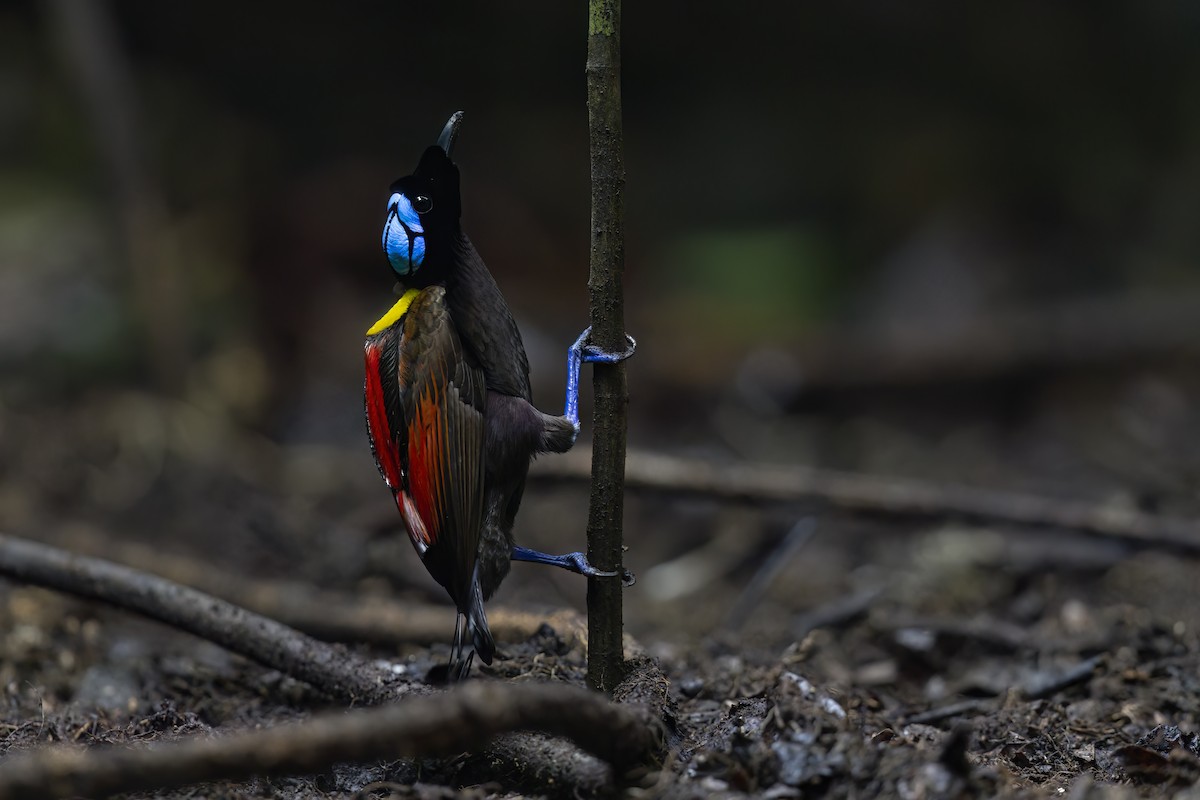 Wilson's Bird-of-Paradise - ML625916670