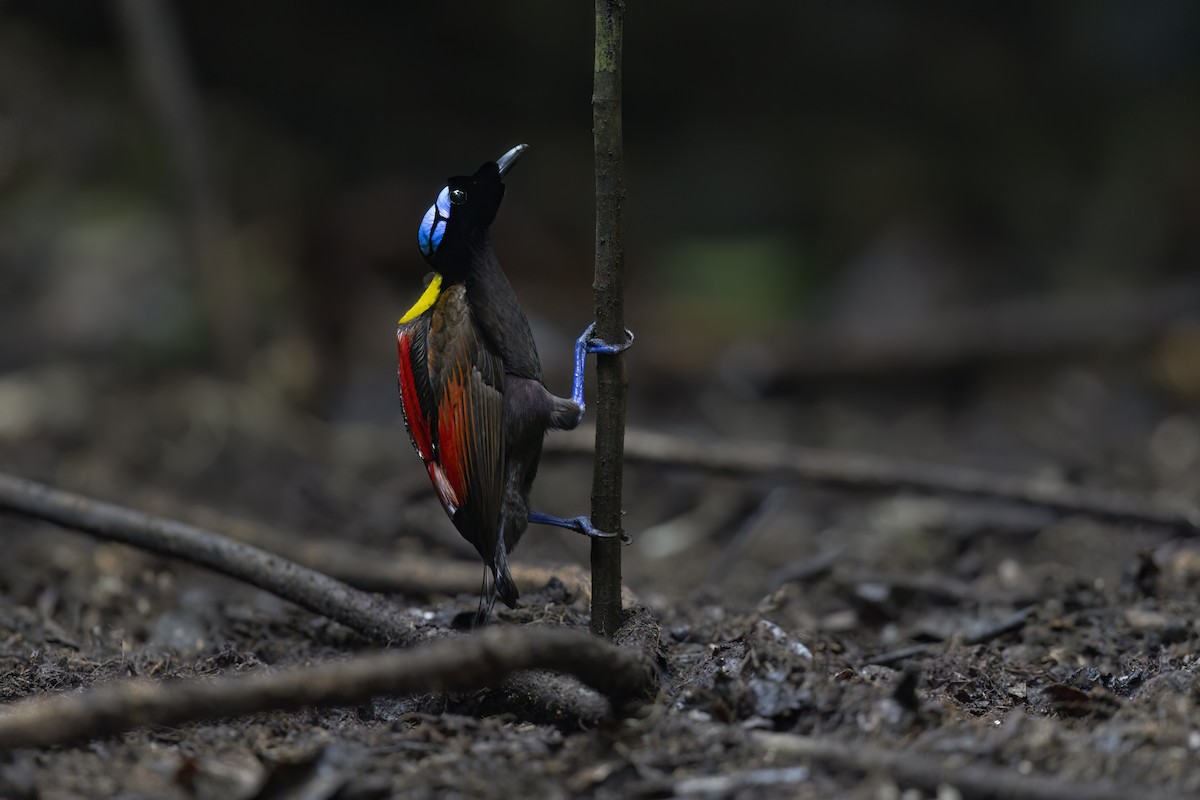 Wilson's Bird-of-Paradise - ML625916681