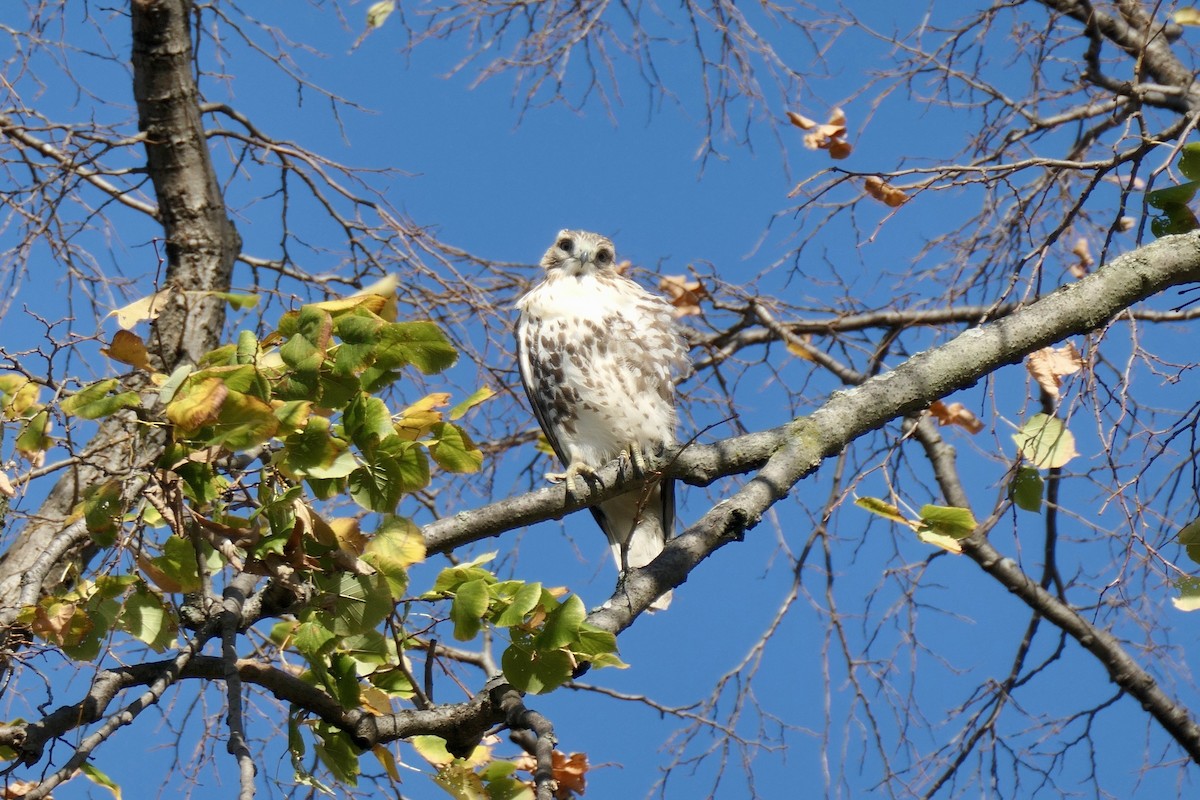 Red-tailed Hawk - ML625916976
