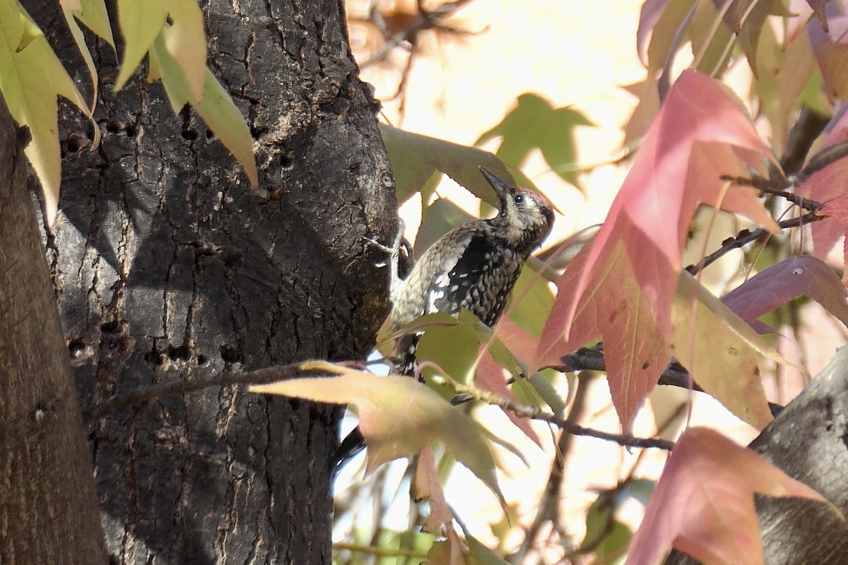 Yellow-bellied Sapsucker - ML625916986