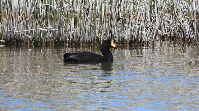 Giant Coot - ML625917352