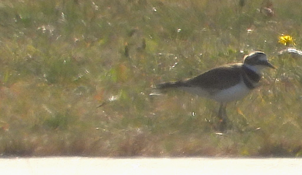 Killdeer - ML625917507