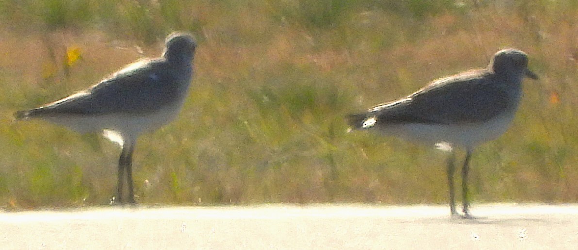 Black-bellied Plover - ML625917514