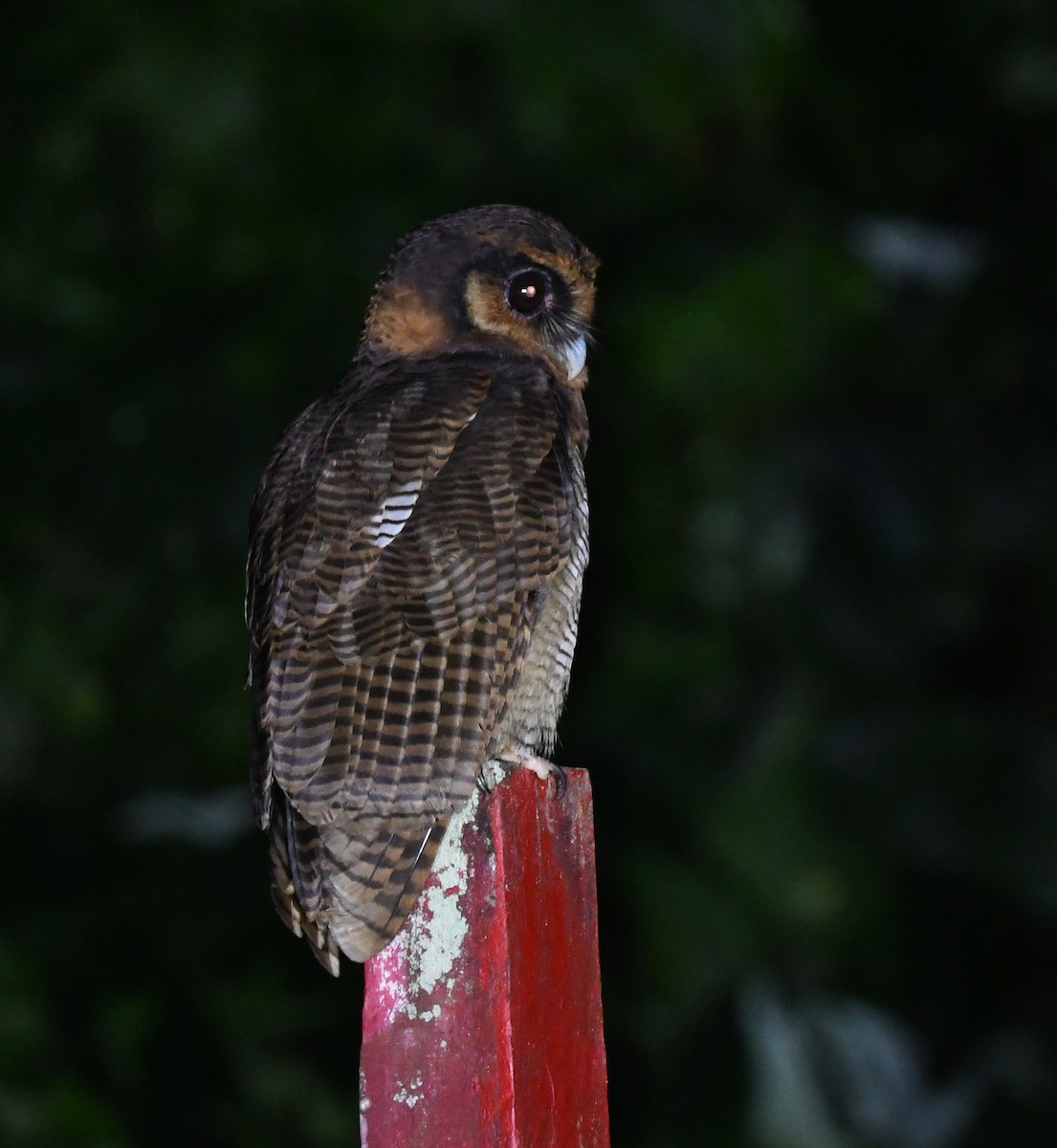 Brown Wood-Owl (Bornean) - ML625917793